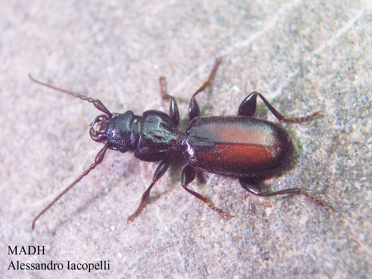 Carabide mirmecofago: Siagona europaea